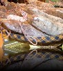 (4)  Route du Fromage - ferme oberle